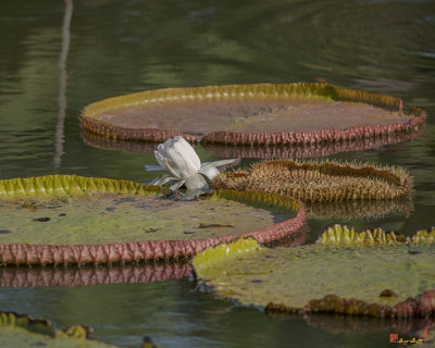 Queen Victoria Water Lily (Victoria amazonica) (DTHB1616)