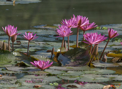 Nymphaea Water Lilies ดอกบัว