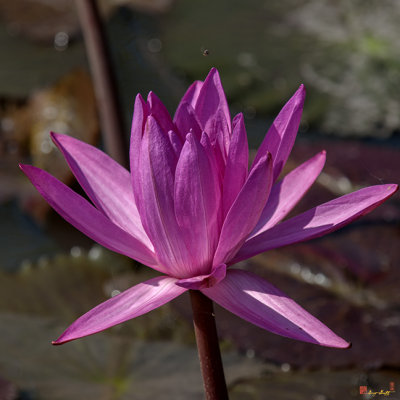 Nymphaea Water Lily (Nymphaea var.) (DTHB1621)