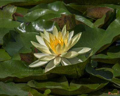 Nymphaea Water Lily (Nymphaea var.) (DTHB1623)