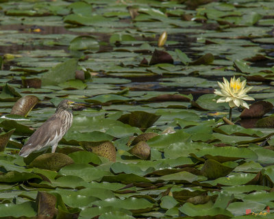 Nymphaea Water Lily with a Javan Pond Heron (Nymphaea var. and Ardeola speciosa) (DTHB1624)