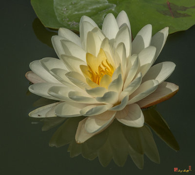 Nymphaea Water Lily (Nymphaea var.) (DTHB1625)