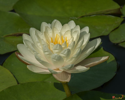 Nymphaea Water Lily (Nymphaea var.) (DTHB1626)