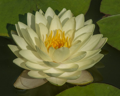 Nymphaea Water Lily (Nymphaea var.) (DTHB1627)