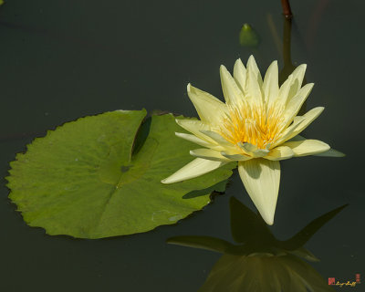 Nymphaea Water Lily (Nymphaea var.) (DTHB1628)