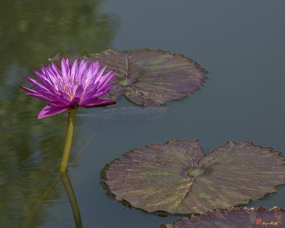 Nymphaea Water Lily (Nymphaea var.) (DTHB1629)