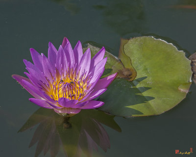 Nymphaea Water Lily (Nymphaea var.) (DTHB1630)