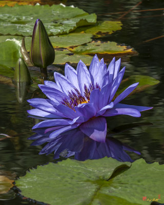 Nymphaea Water Lily (Nymphaea var.) (DTHB1633)