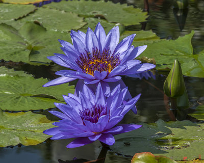 Nymphaea Water Lily (Nymphaea var.) (DTHB1634)