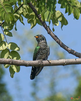 Asian Emerald Cuckoo (Chrysococcyx maculatus) (DTHN0168)