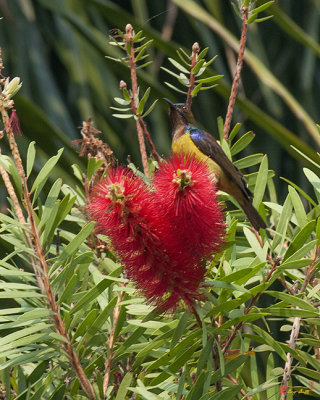 Crimson Bottlebrush (Callistemon citrinus) with a Brown-throated Sunbird (DTHB1641)