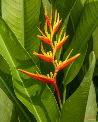 Heliconia เฮลิโคเนีย