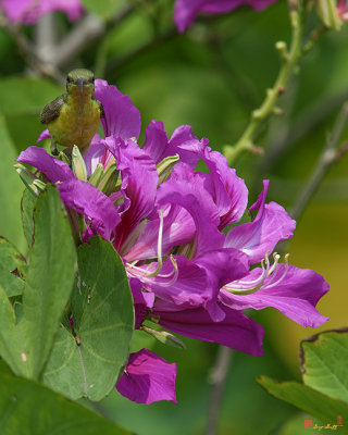Hong Kong Orchid Tree (Bauhinia blakeana) with an Olive-backed Sunbird (DTHB1645)
