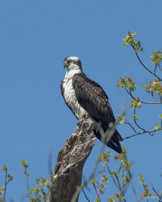 Osprey (Haliaeetus leucocephalus)  Guarding the Nest (DRB190)