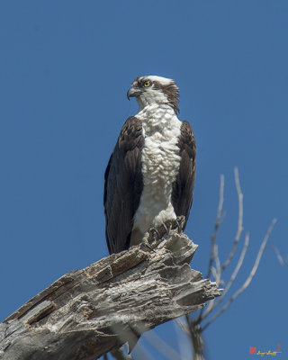 Osprey (Haliaeetus leucocephalus) Guarding the Nest (DRB191)