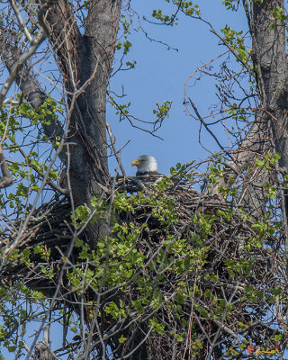 Bald Eagle (Haliaeetus leucocephalus) on the Nest (DRB188)