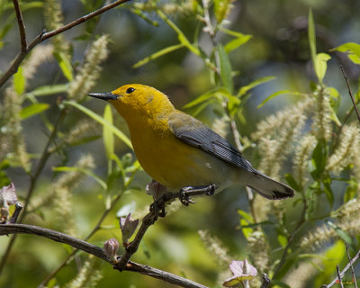 Prothonotary Warbler DSB220