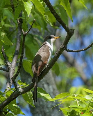 Yellow-billed Cuckoo (Coccyzus americanus) (DSB225)