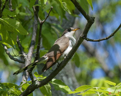Yellow-billed Cuckoo (Coccyzus americanus) (DSB226)