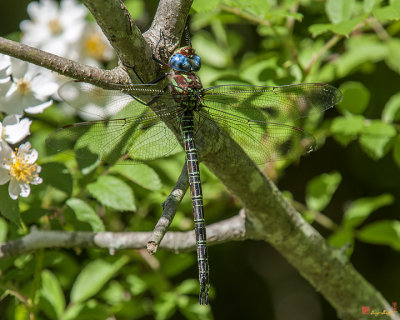 Swamp Darner Dragonfly (Epiaeschna heros) (DIN252)