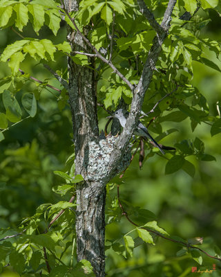 Blue-gray Gnatcatcher (Polioptila caerulea caerulea) Nest (DSB237)