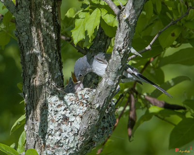 Blue-gray Gnatcatcher (Polioptila caerulea caerulea) Nest (DSB238)