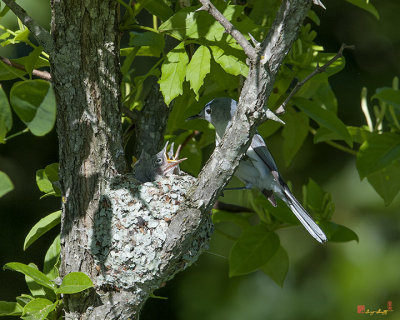 Blue-gray Gnatcatcher (Polioptila caerulea caerulea) Nest (DSB240)