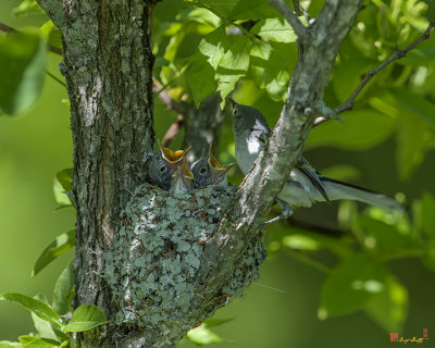 Blue-gray Gnatcatcher (Polioptila caerulea caerulea) Nest (DSB245)
