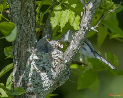 Blue-gray Gnatcatcher (Polioptila caerulea caerulea) Nest (DSB250)