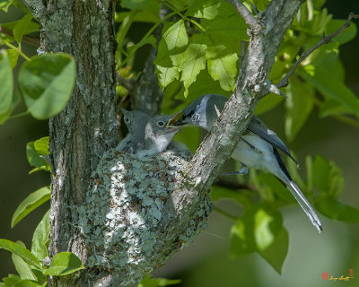 Blue-gray Gnatcatcher (Polioptila caerulea caerulea) Nest (DSB254)