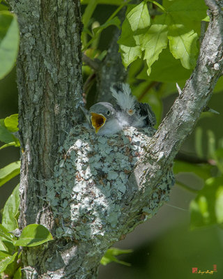 Blue-gray Gnatcatcher (Polioptila caerulea caerulea) Nest (DSB258)