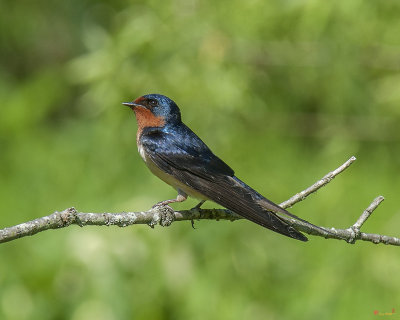 Barn Swallows