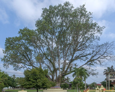 Wat Wang Phai Bodhi Tree (DTHCP0041)