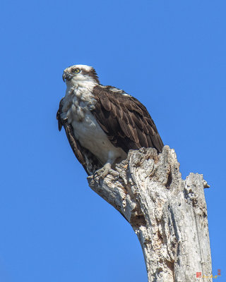 Osprey (Pandion haliaetus) near Old Nest  (DRB0196)