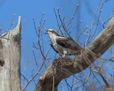Osprey (Pandion haliaetus) Starting a New Nest  (DRB0197)