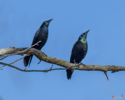 Common Grackles (Quiscalus quiscula) Displaying (DSB0268)