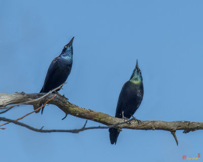 Common Grackles (Quiscalus quiscula) Displaying (DSB0269)