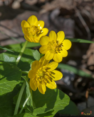 Fig Buttercup, Lesser Celandine or Pilewort