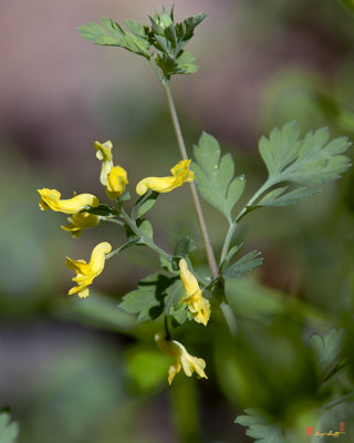 Yellow Corydalis or Yellow Fumewort