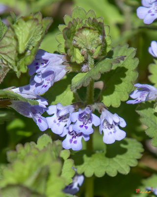 Ground Ivy or Gill-over-the-Ground (Glechoma hederacea) (DSPF0322)