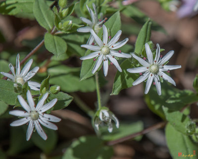 Star Chickweed or Great Chickweed (Stellaria puberia) (DSPF0323)