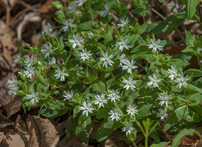 Star Chickweed or Great Chickweed (Stellaria puberia) (DSPF0325)
