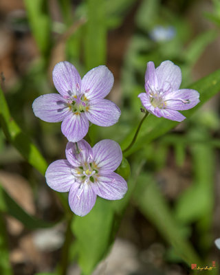 Virginia Spring-Beauty or Narrowleaf Spring-Beauty (Claytonia virginica) (DSPF0331)