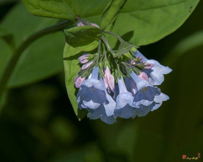 Pink Virginia Bluebells or Virginia Cowslip (Mertensia virginica) (DSPF0338)