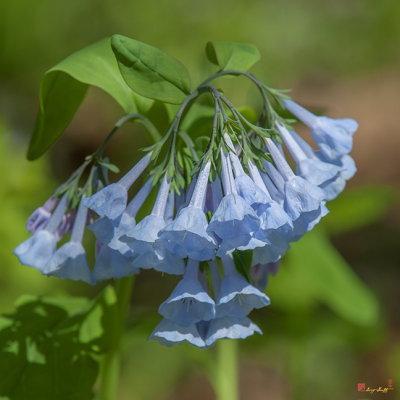 Pink Virginia Bluebells or Virginia Cowslip (Mertensia virginica) (DSPF0339)