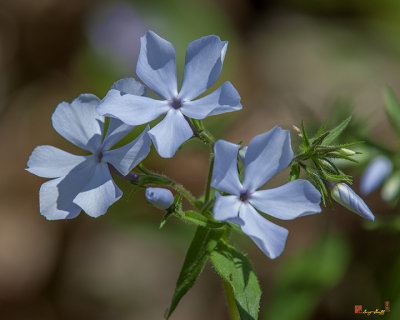 Wild Blue Phlox (Phlox divericata) (DSPF0342)