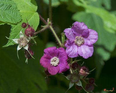 Purple-flowering Raspberry, Flowering Raspberry, or Virginia Raspberry (Rubus odoratus) (DSMF0222)