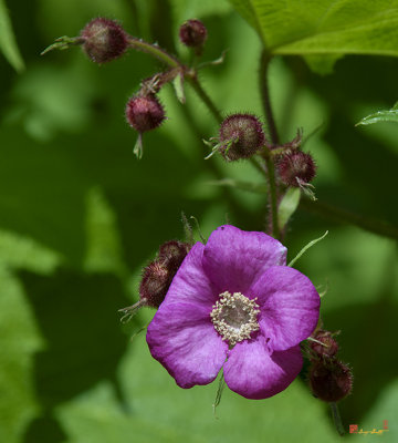Purple-flowering Raspberry, Flowering Raspberry, or Virginia Raspberry (Rubus odoratus) (DSMF0224)
