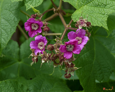 Purple-flowering Raspberry, Flowering Raspberry, or Virginia Raspberry (Rubus odoratus) (DSMF0226)
