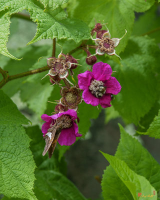 Purple-flowering Raspberry, Flowering Raspberry, or Virginia Raspberry (Rubus odoratus) (DSMF0227)